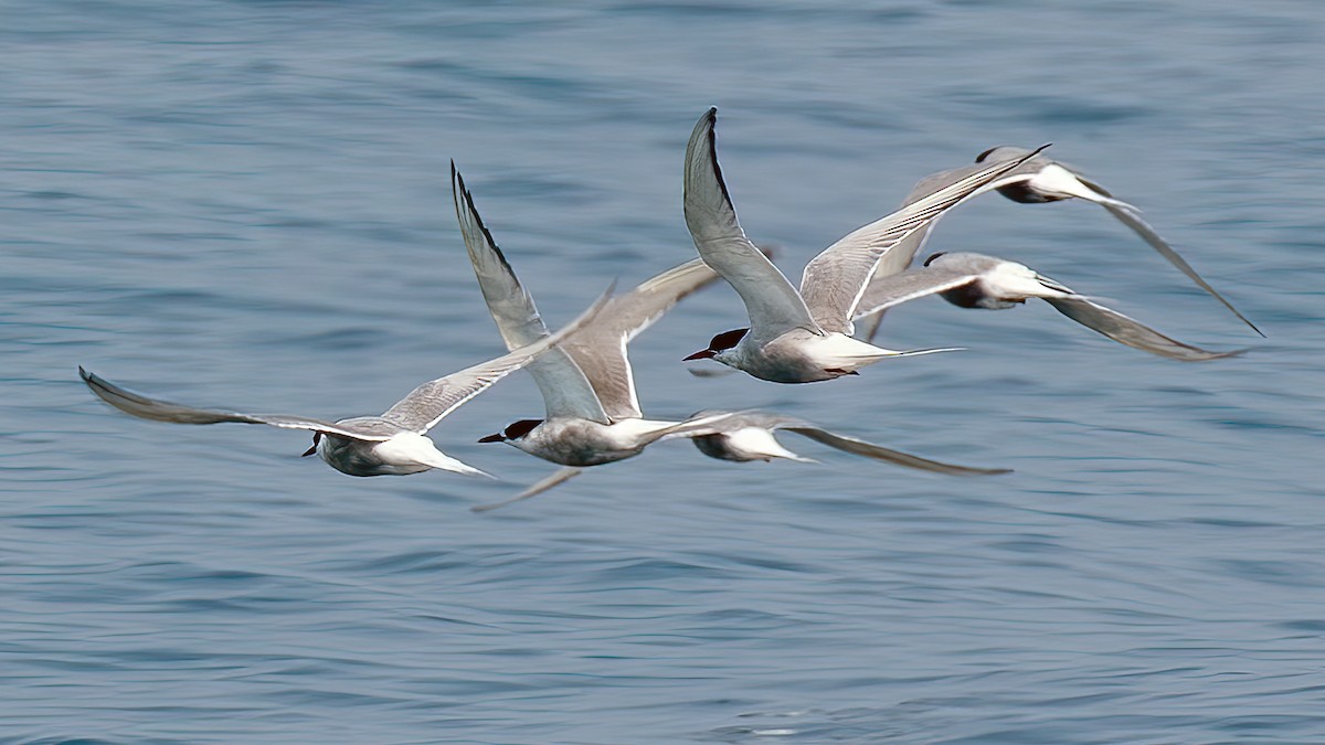 Arctic Tern - Jim Gain