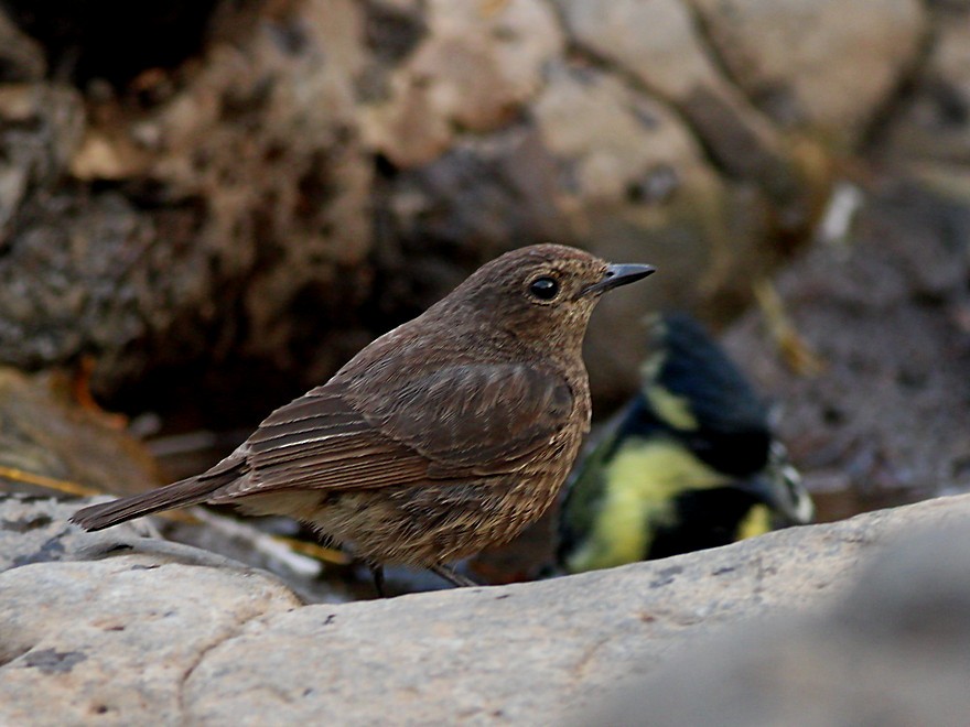 Pied Bushchat - ML545370791