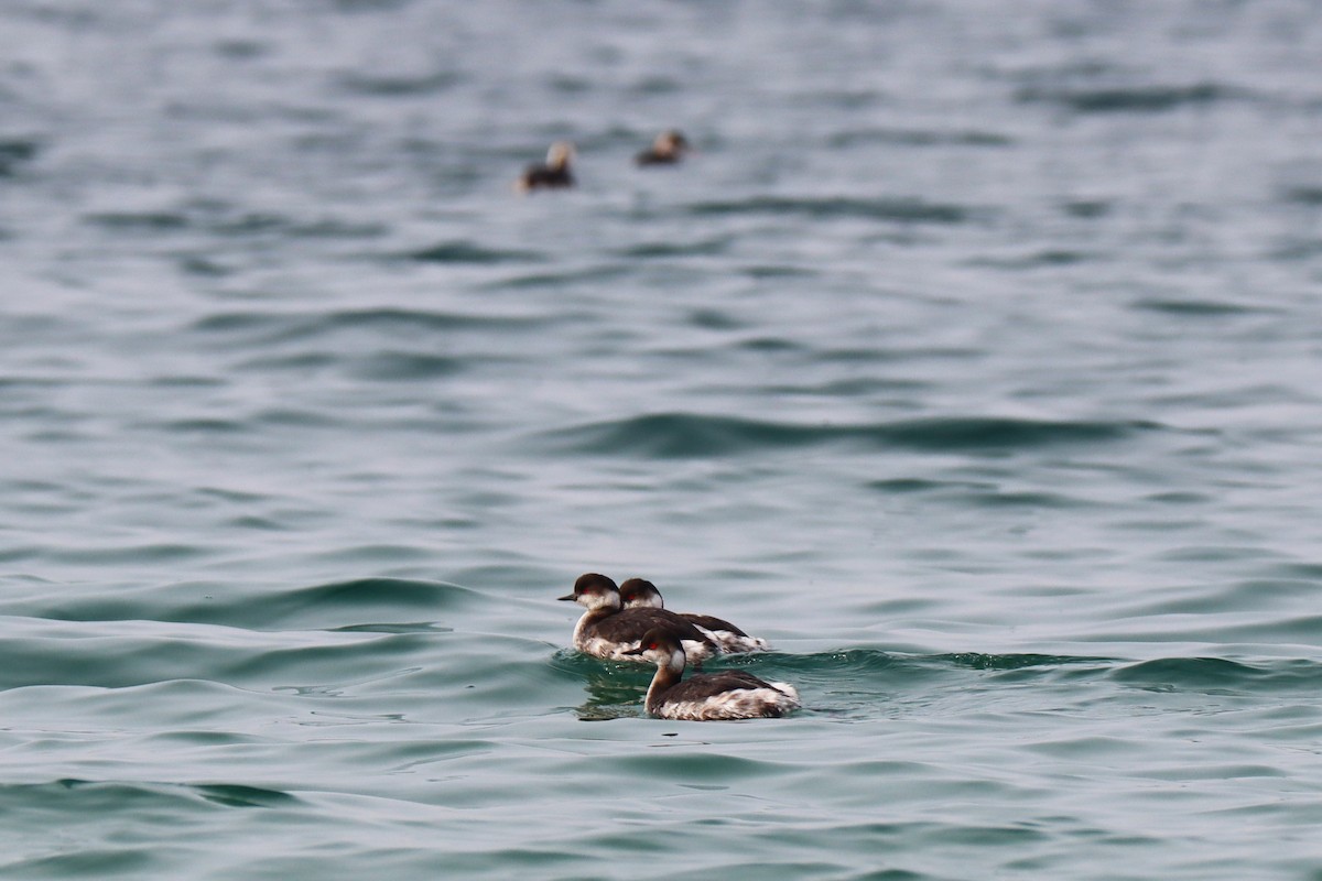 Eared Grebe - Tora BENZEYEN