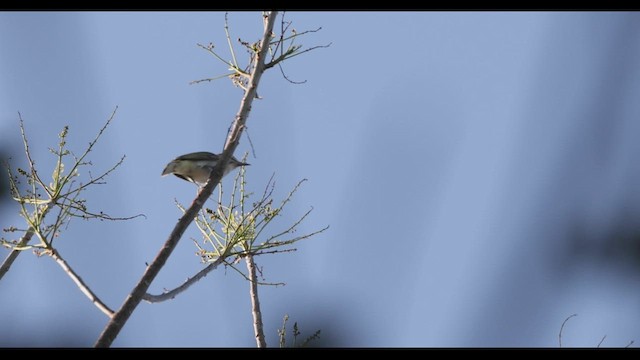 Vireo Bigotudo - ML545372511