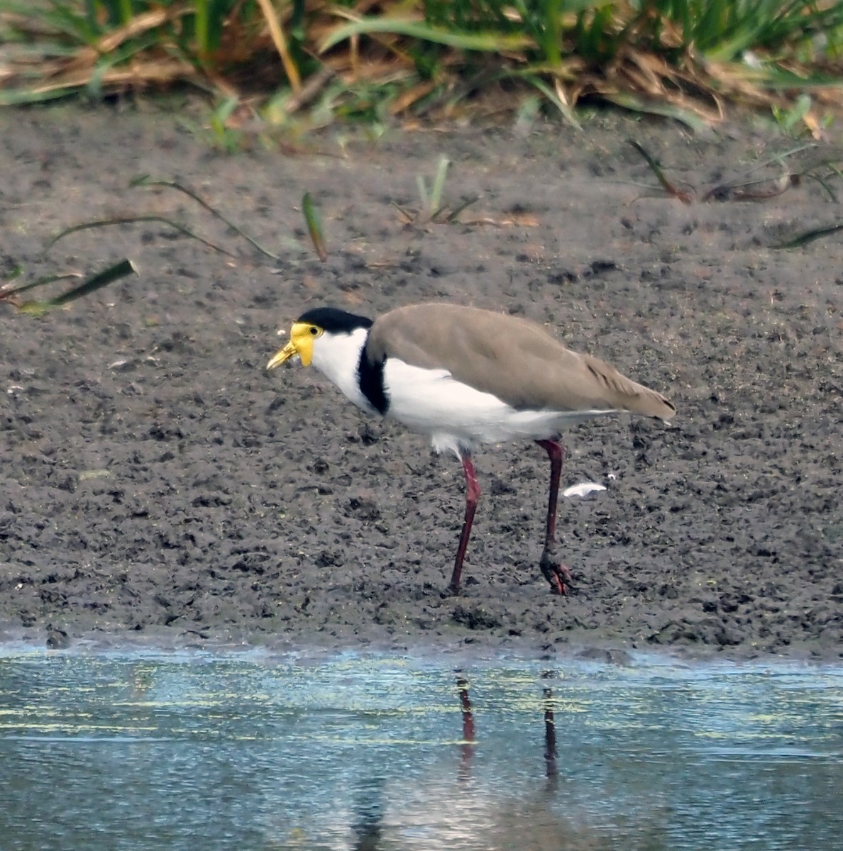 Masked Lapwing - ML545373101