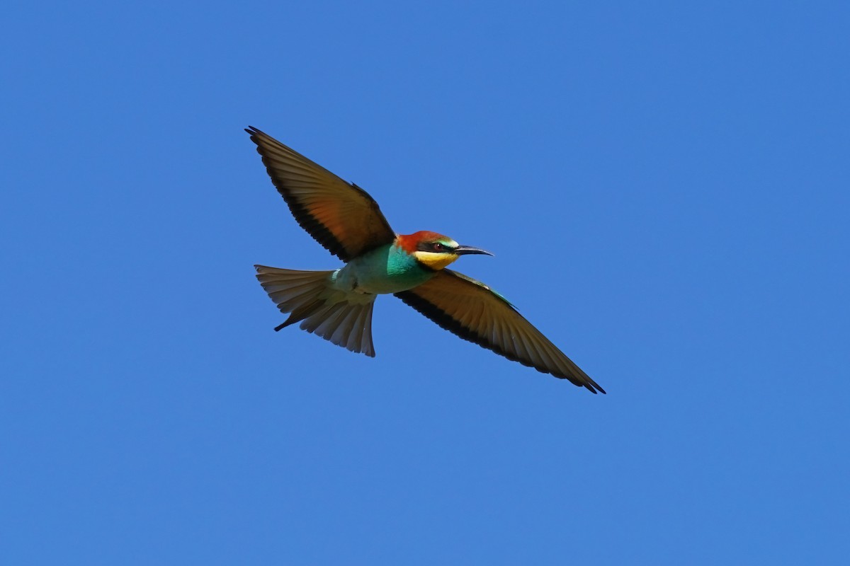 European Bee-eater - Yakup Yener