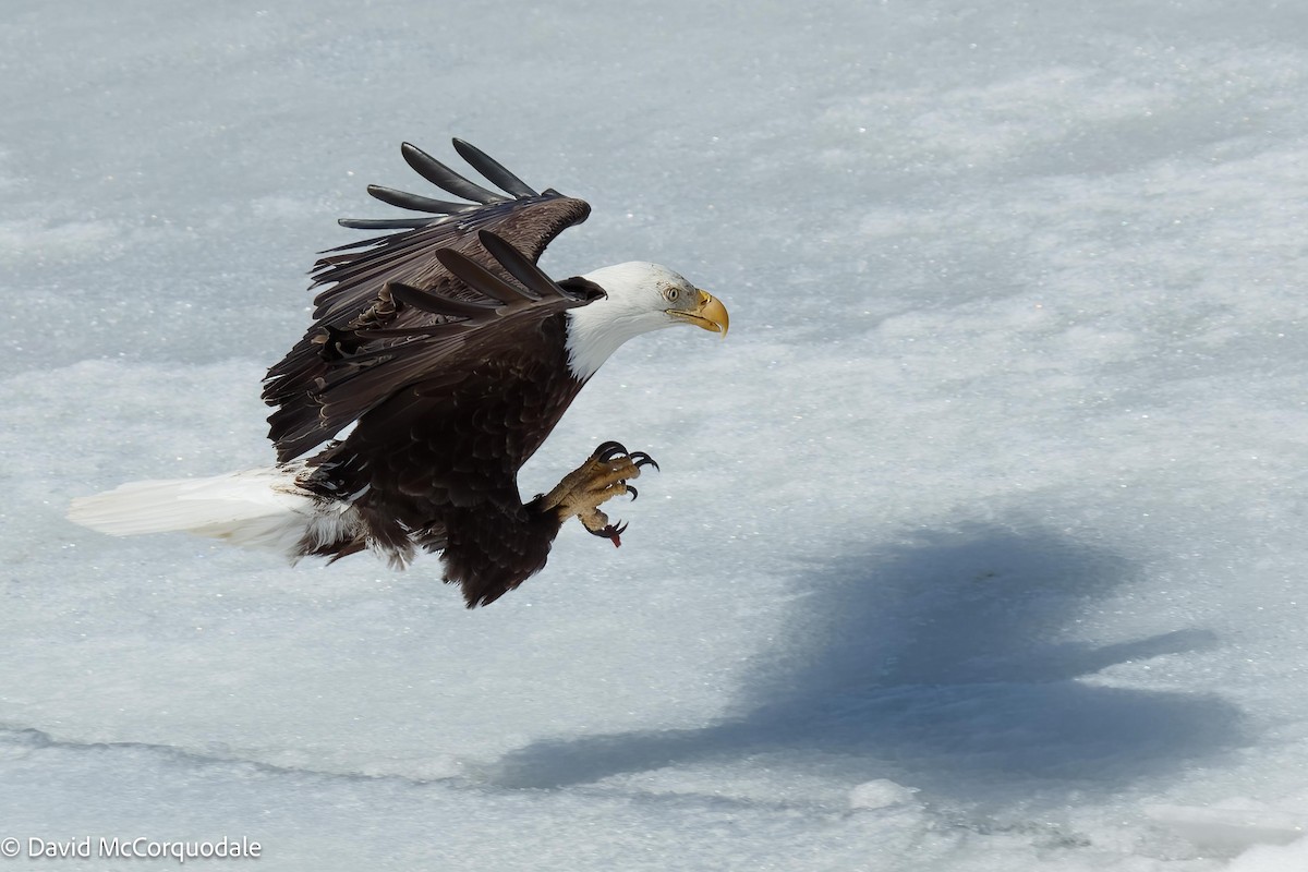 Bald Eagle - ML545373321