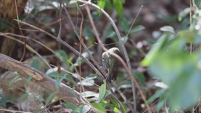 Viréo aux yeux blancs (groupe griseus) - ML545373501