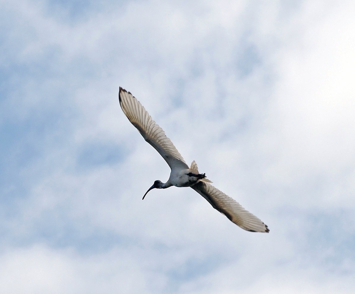 ibis australský - ML545373521
