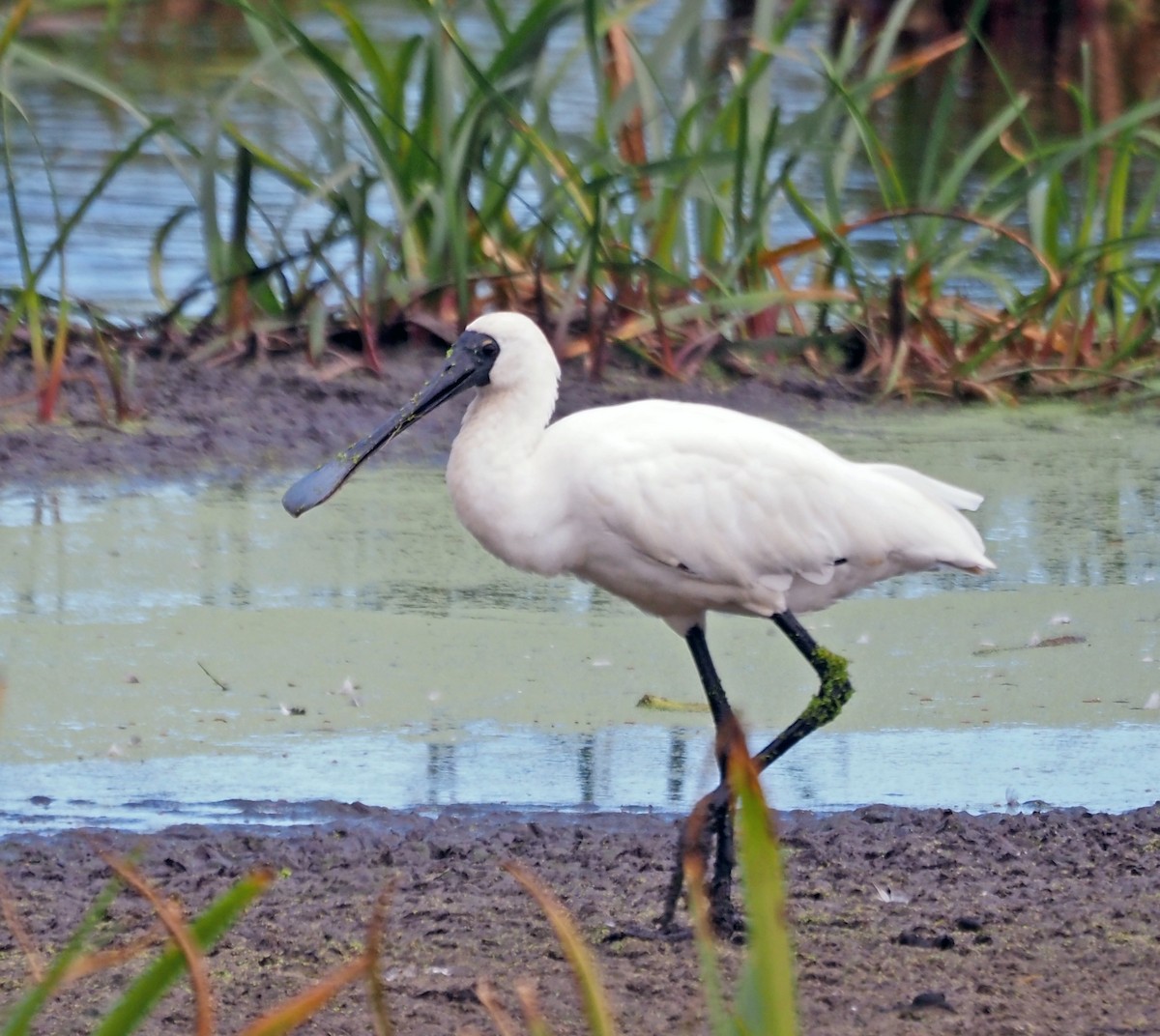 Royal Spoonbill - Steve Law