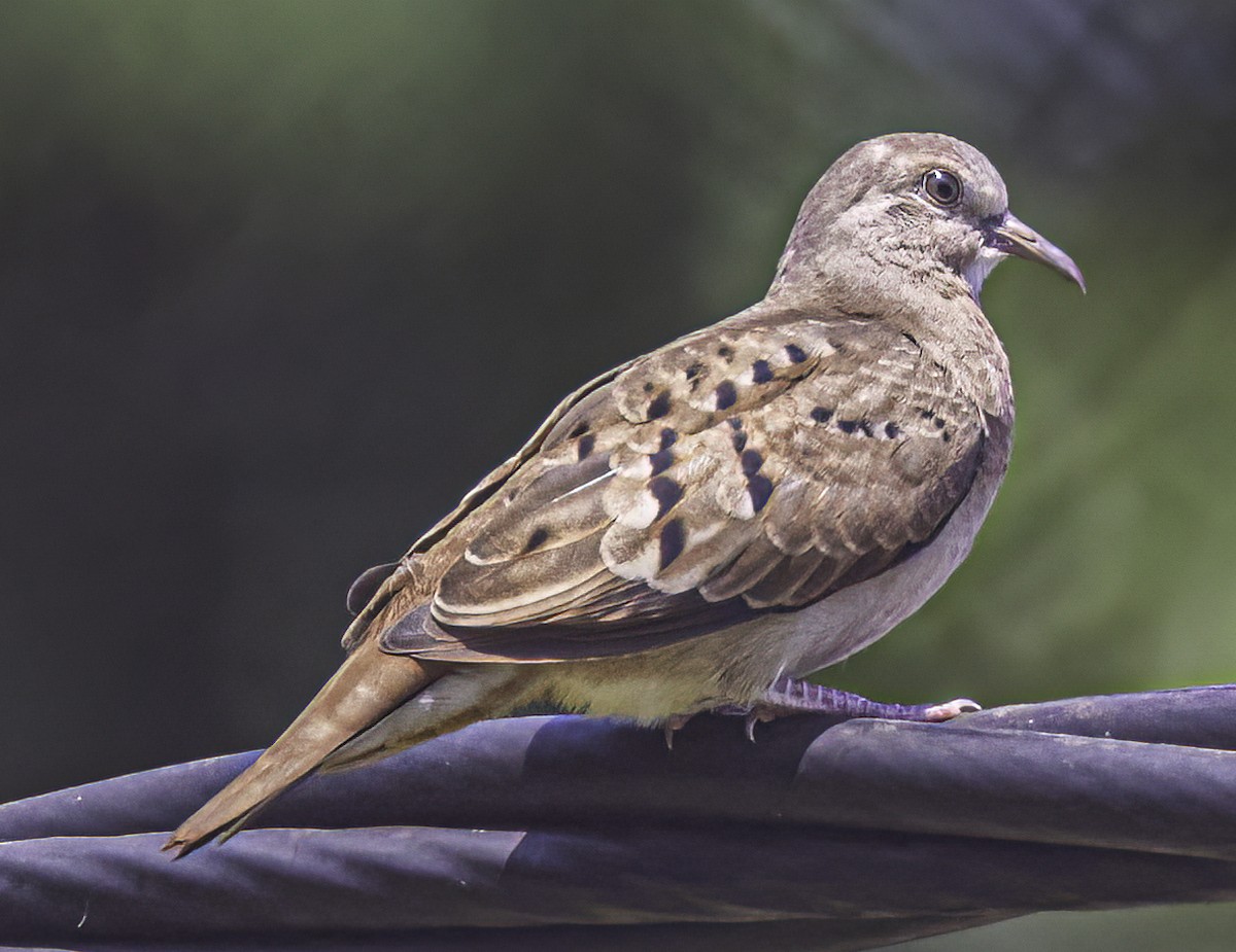 Plain-breasted Ground Dove - ML545374641