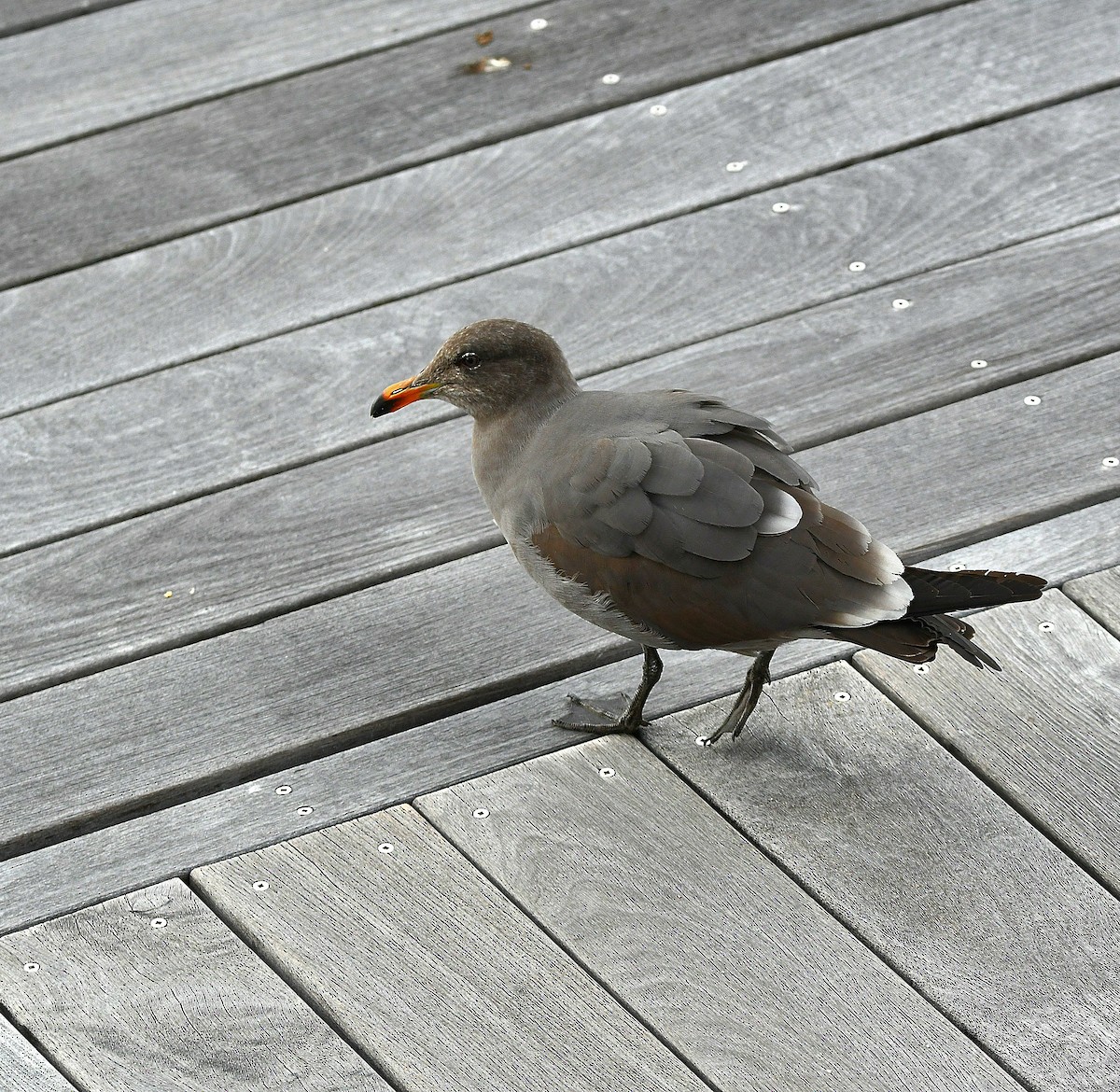 Heermann's Gull - ML545374891