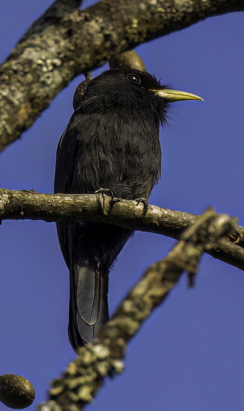 Yellow-billed Nunbird - ML545375591