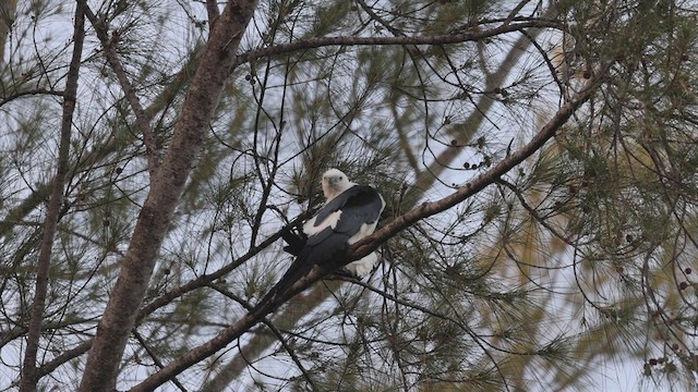 Swallow-tailed Kite - ML545377131