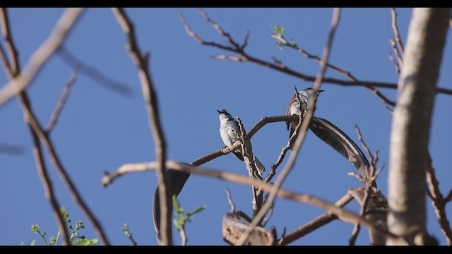 bulbul červenouchý - ML545377861