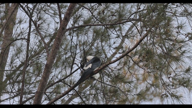 Swallow-tailed Kite - ML545377931