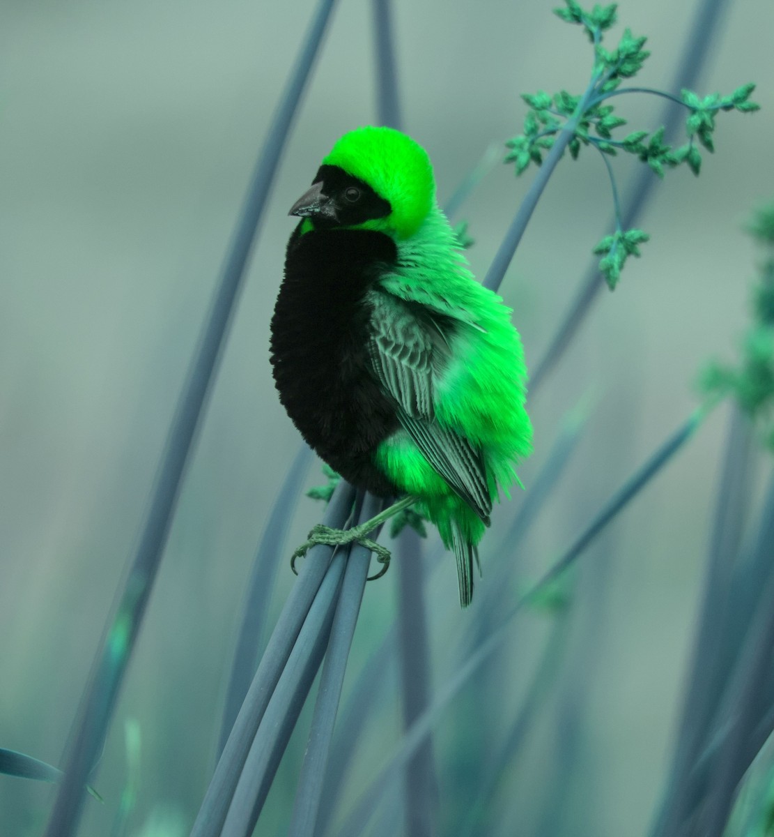 Southern Red Bishop - Cameron Blair