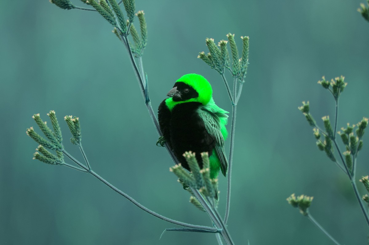 Southern Red Bishop - ML545378961