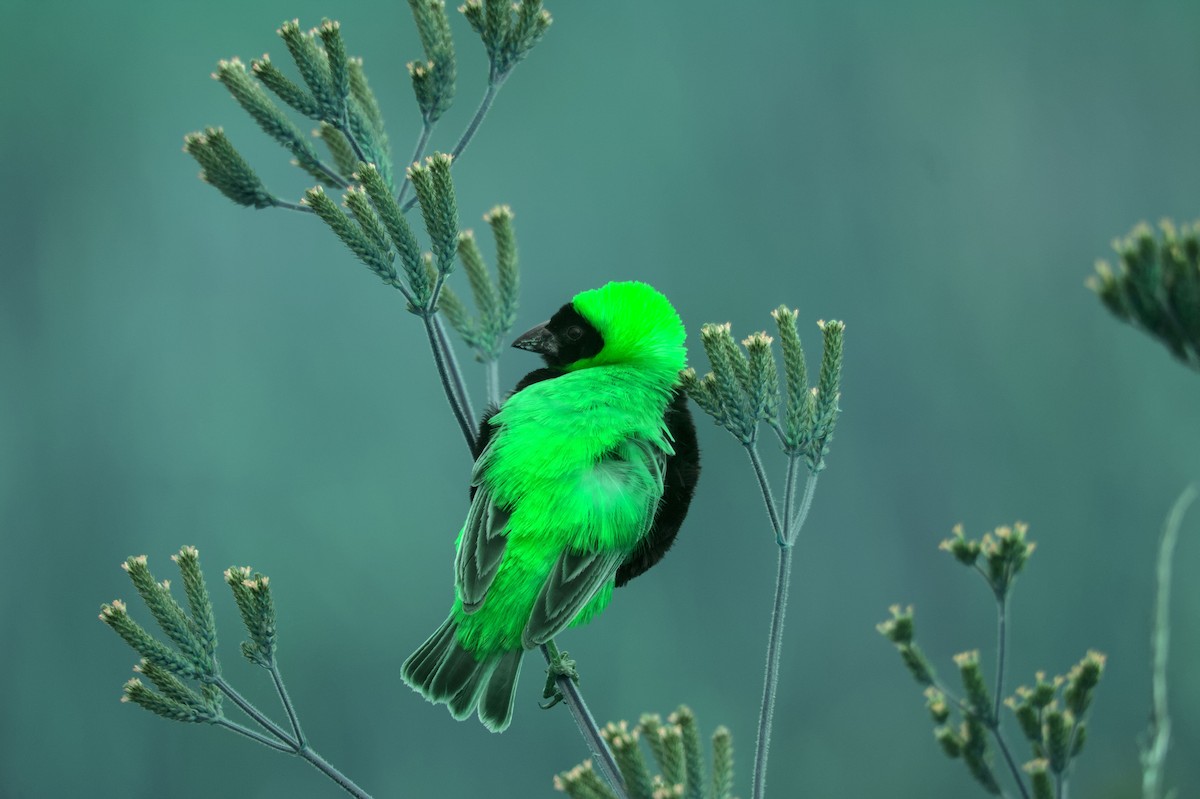 Southern Red Bishop - ML545378971