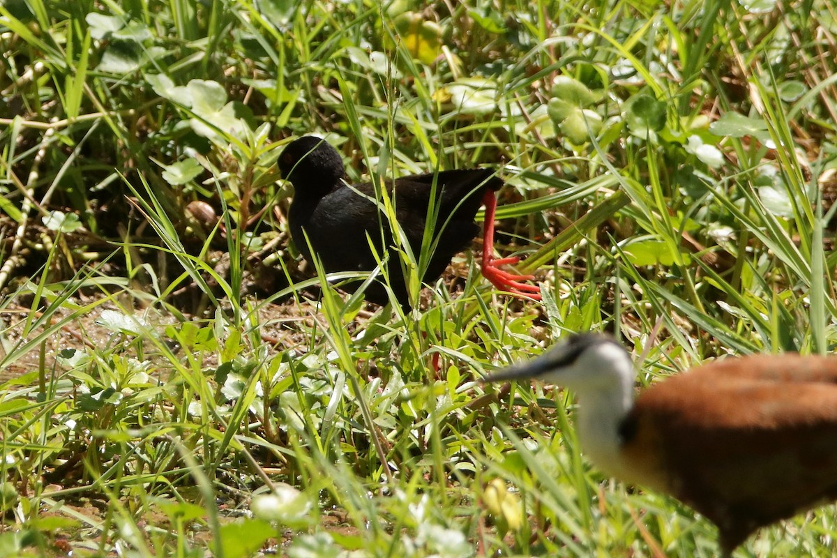 Black Crake - ML545380091