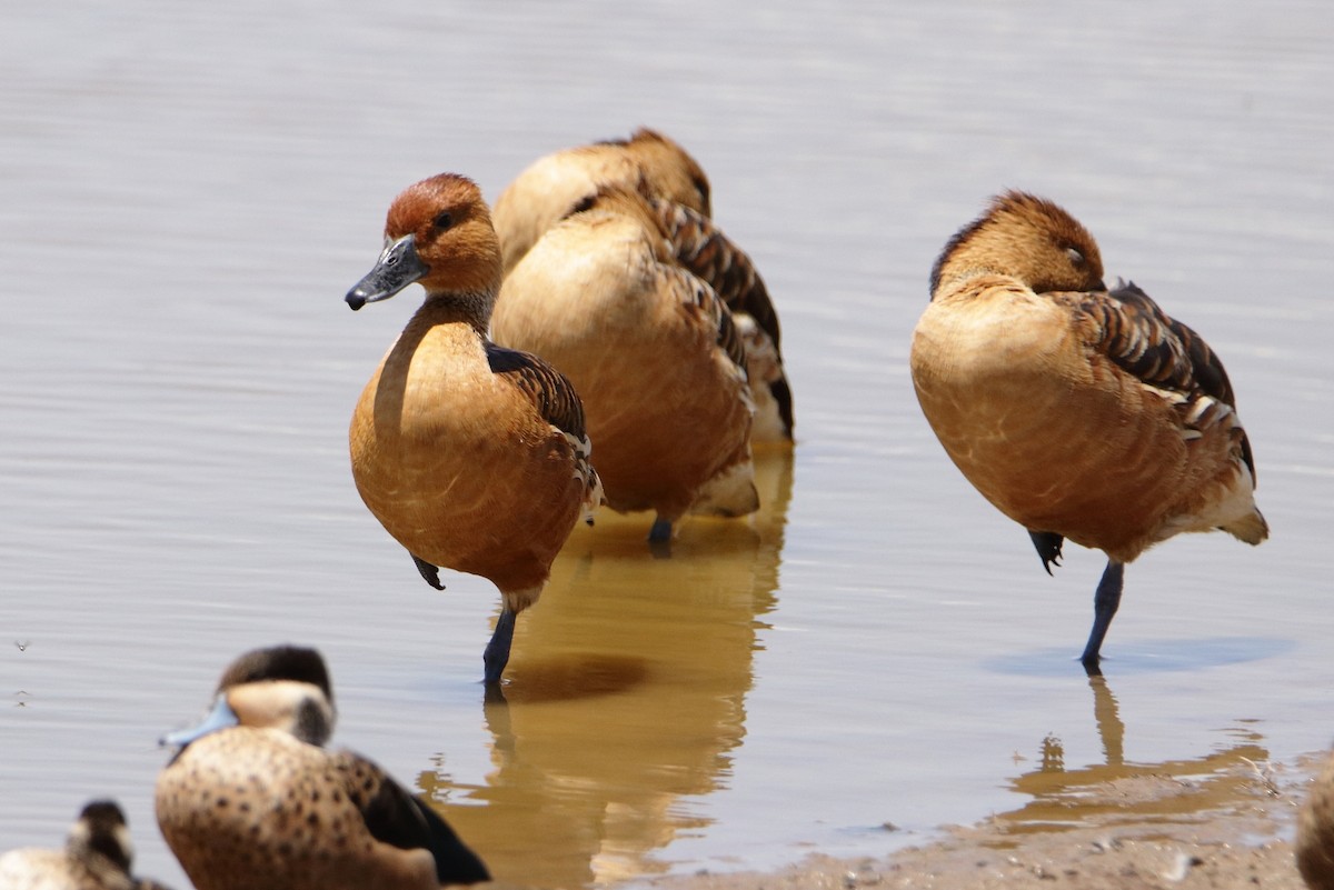 Fulvous Whistling-Duck - ML545380231