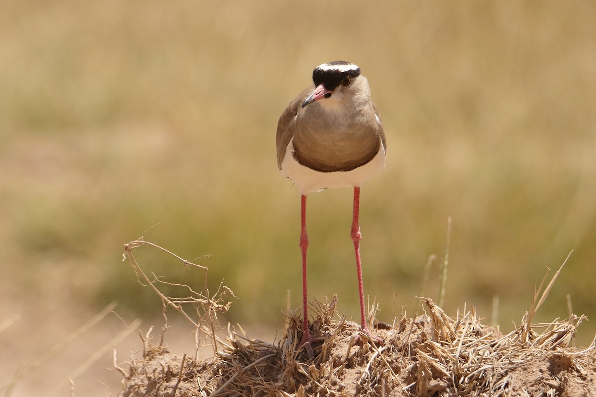 Crowned Lapwing - ML545381591