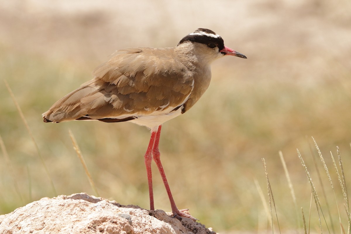 Crowned Lapwing - ML545381601