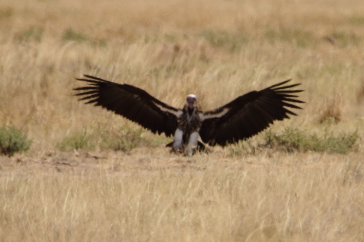 Lappet-faced Vulture - ML545381651