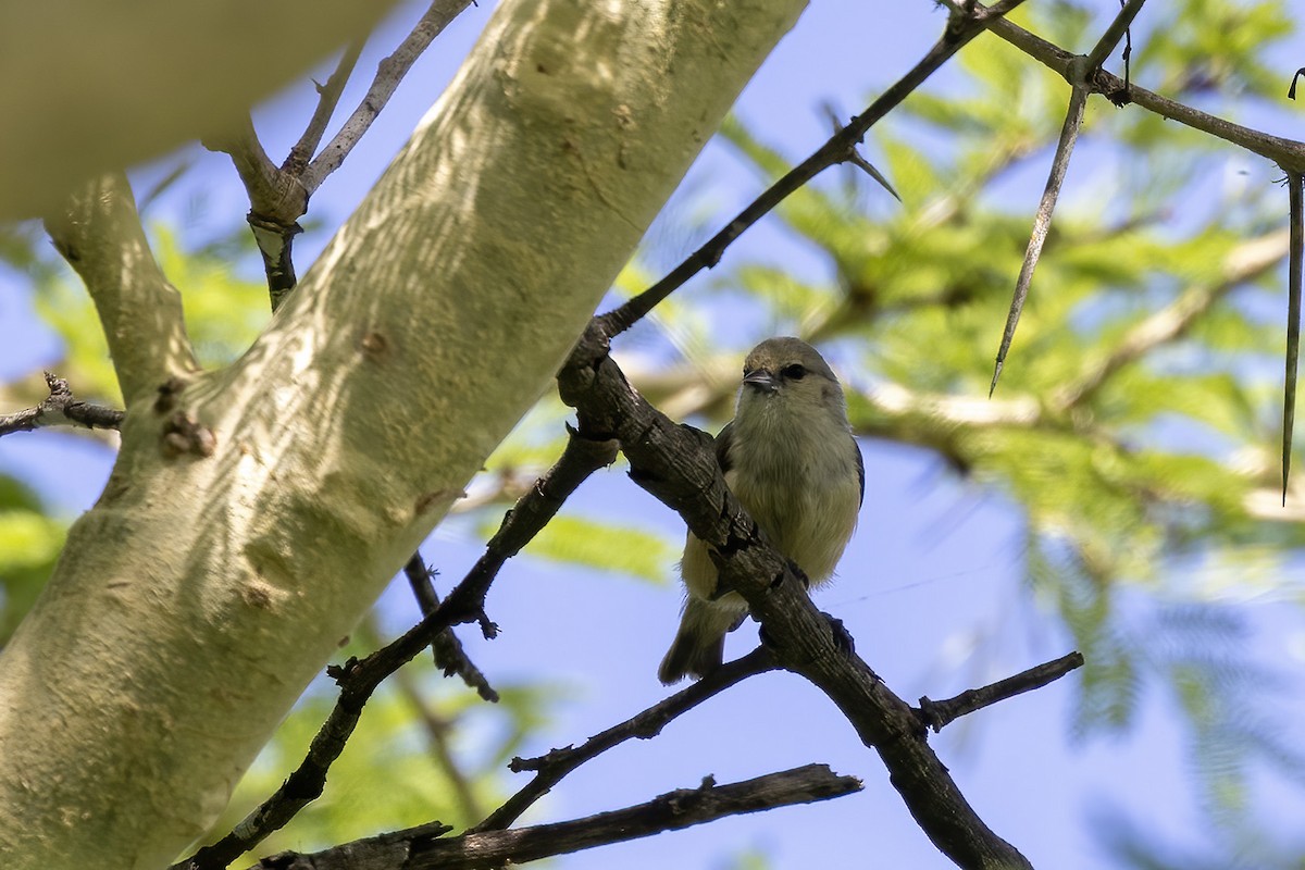 Pájaro Moscón Africano (grupo caroli) - ML545381701