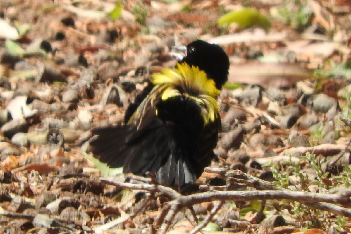 Yellow Bishop - Dieter Oschadleus