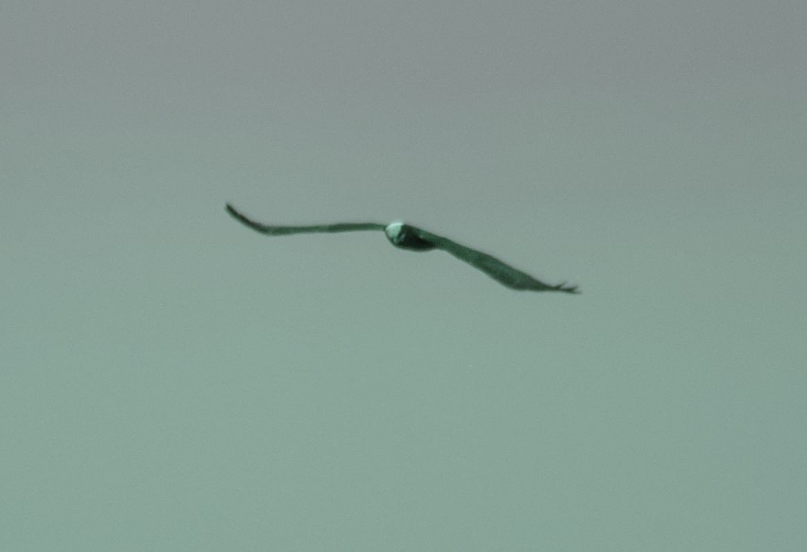 Western Marsh Harrier - ML545382471