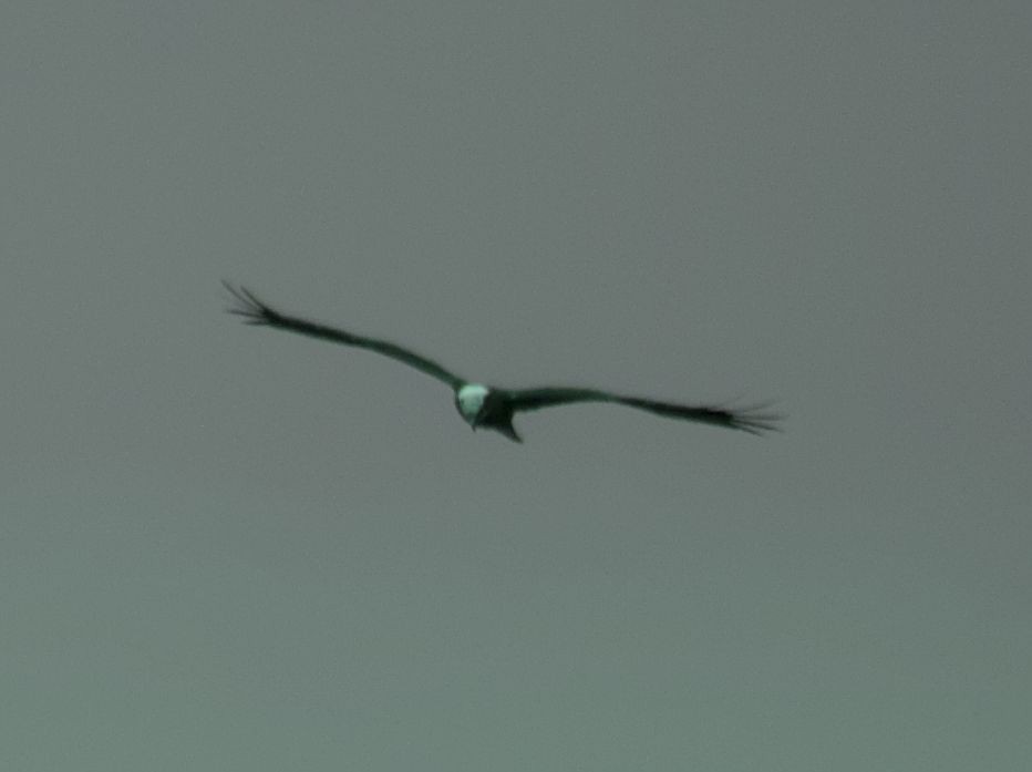 Western Marsh Harrier - ML545382511