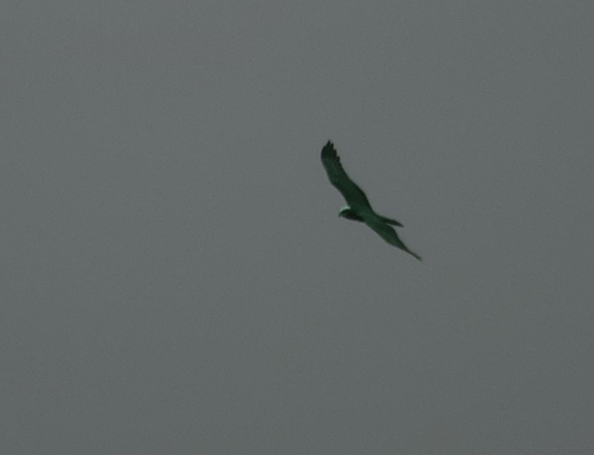 Western Marsh Harrier - ML545382551