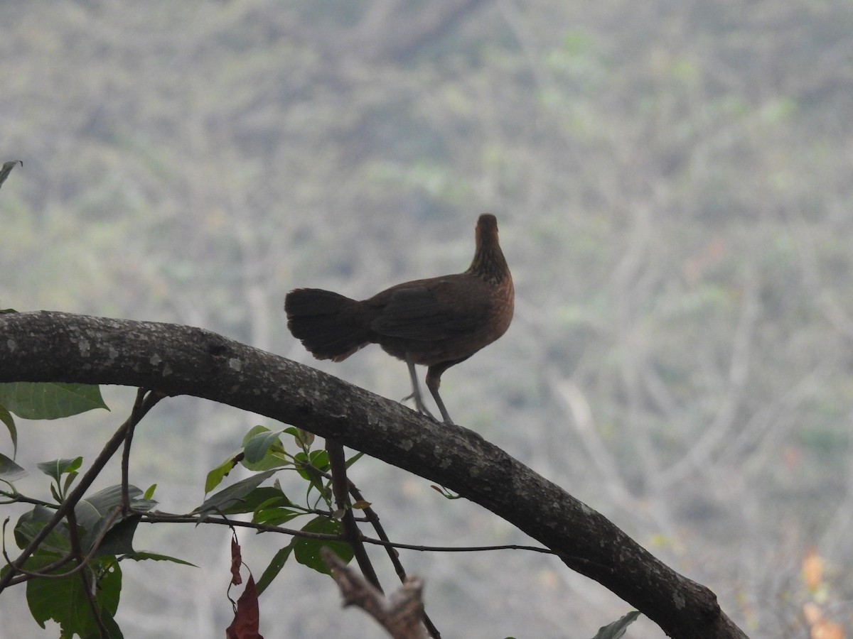 Red Junglefowl - ML545383191