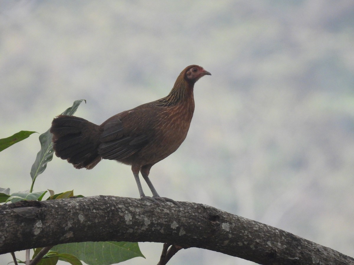 Red Junglefowl - ML545383211