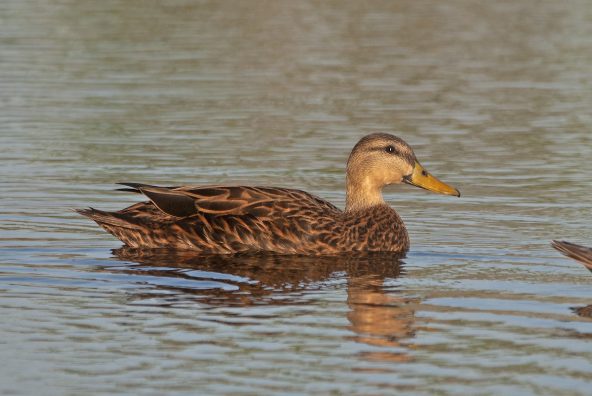 Canard brun - ML545383371