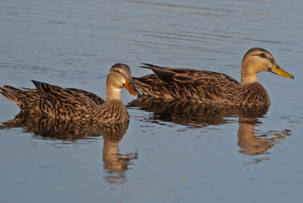 Canard brun - ML545383391