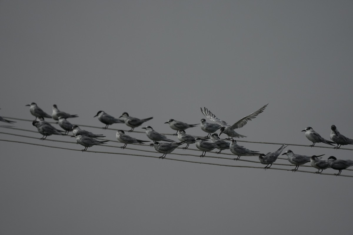 Whiskered Tern - ML545383491