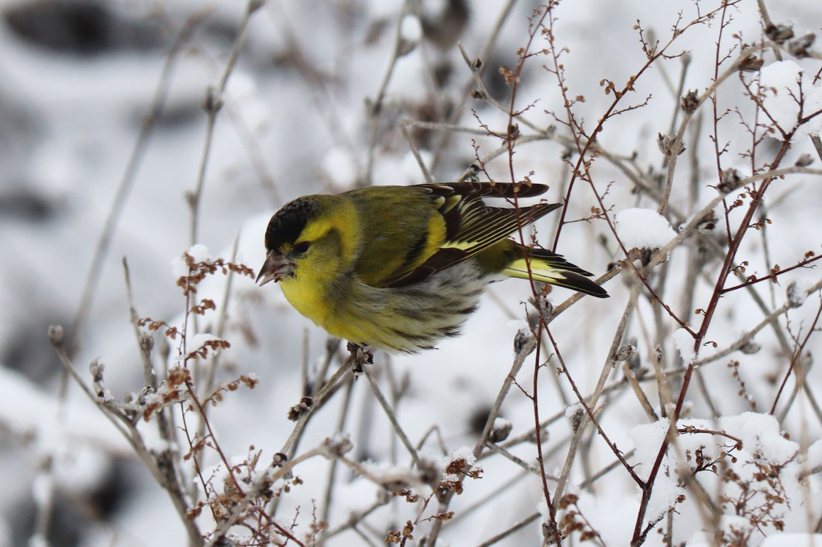 Eurasian Siskin - ML545383741