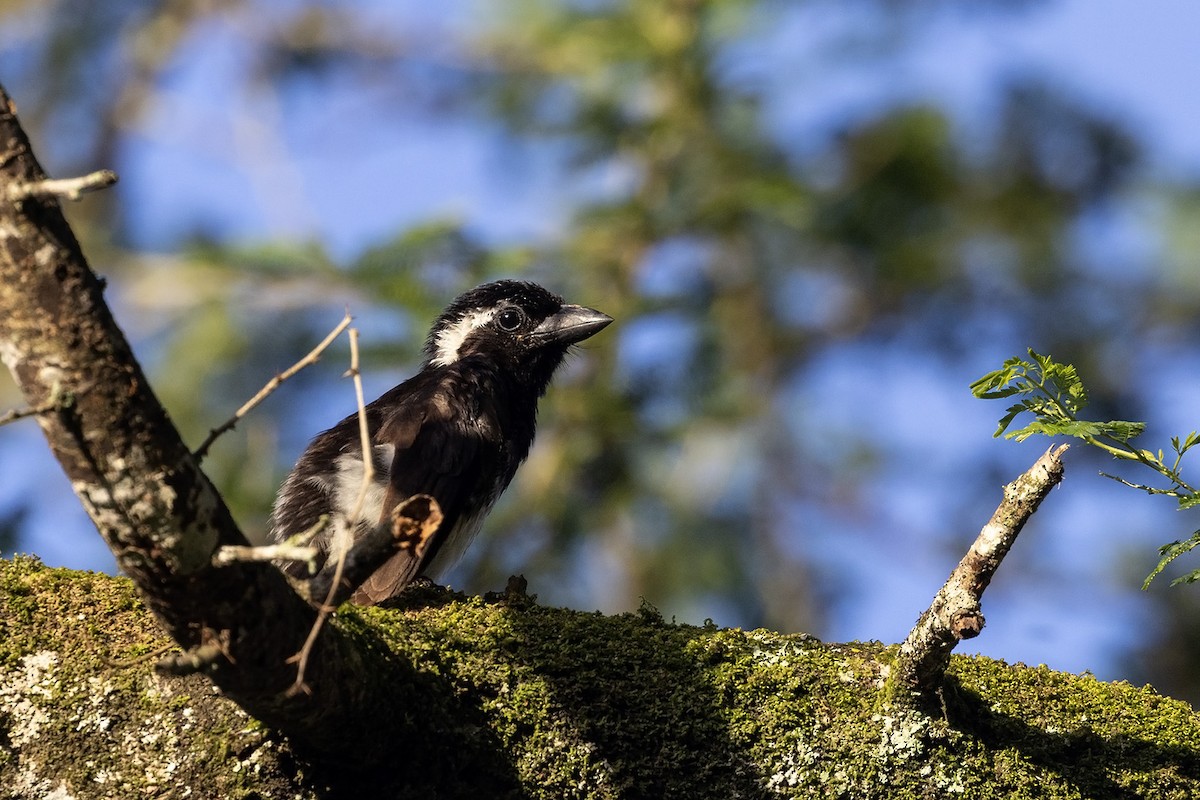 White-eared Barbet (White-eared) - Niall D Perrins