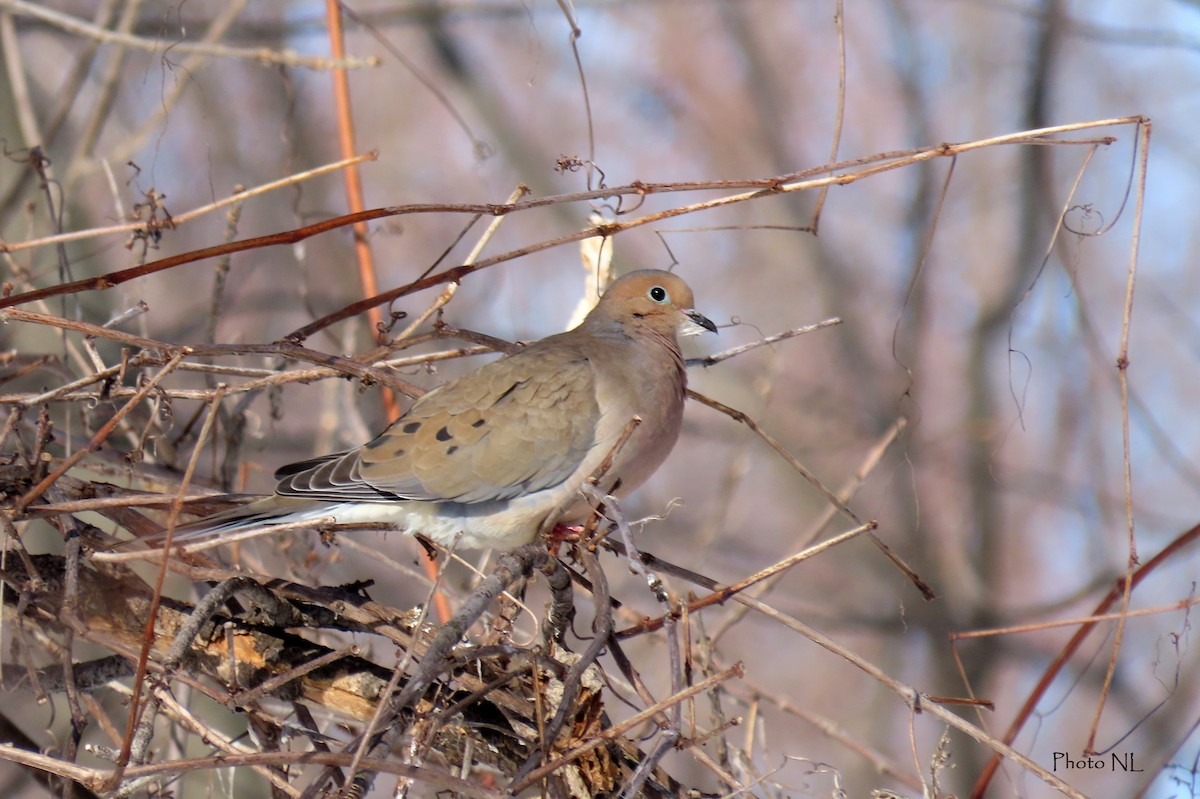 Mourning Dove - ML545385481