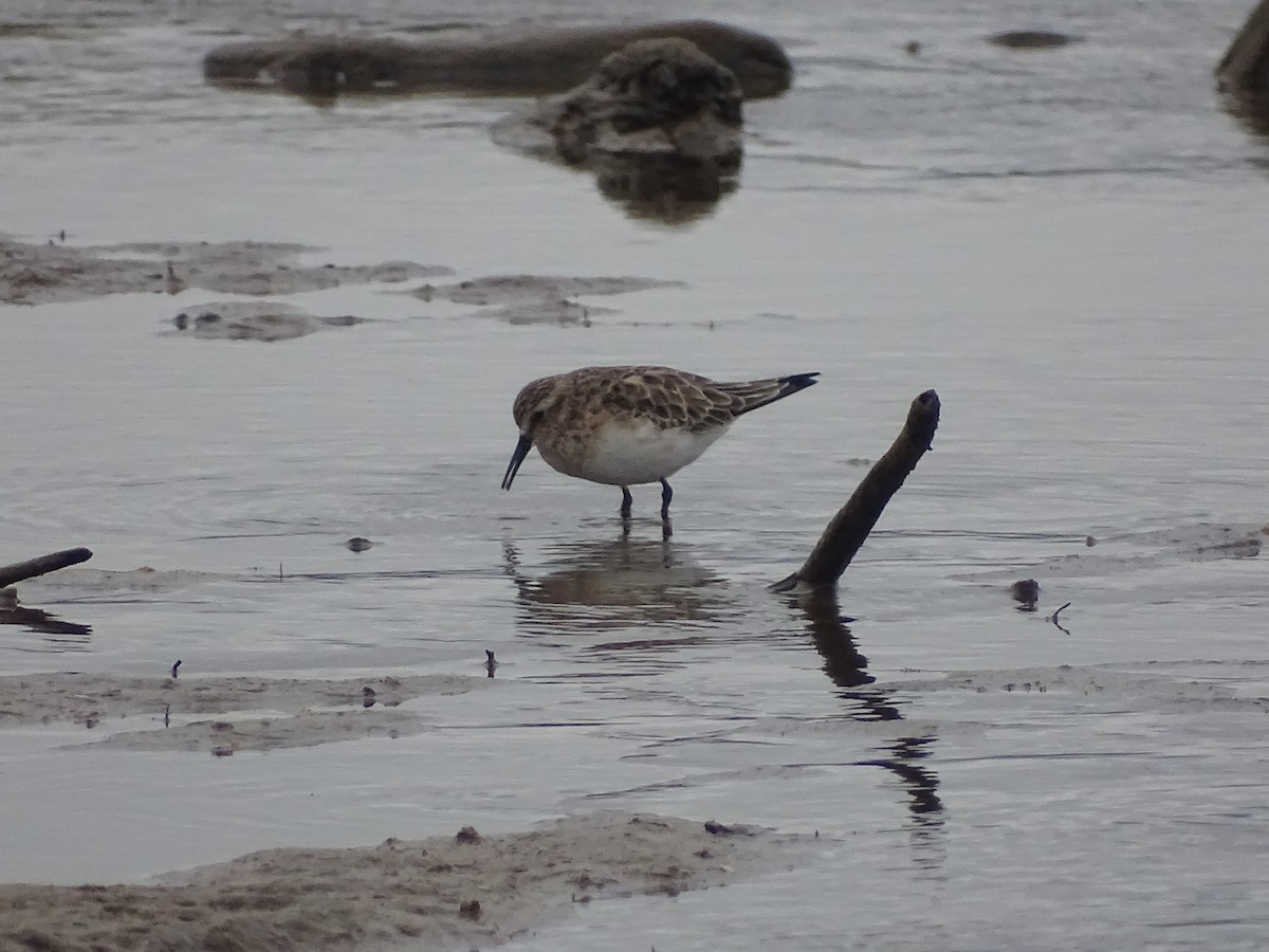 Baird's Sandpiper - ML545385721