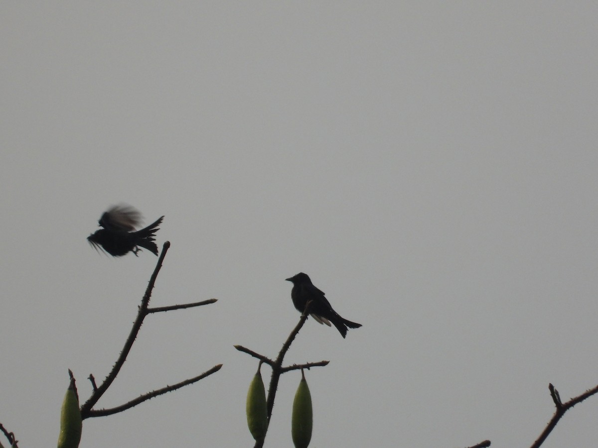 Drongo de forêt - ML545385931