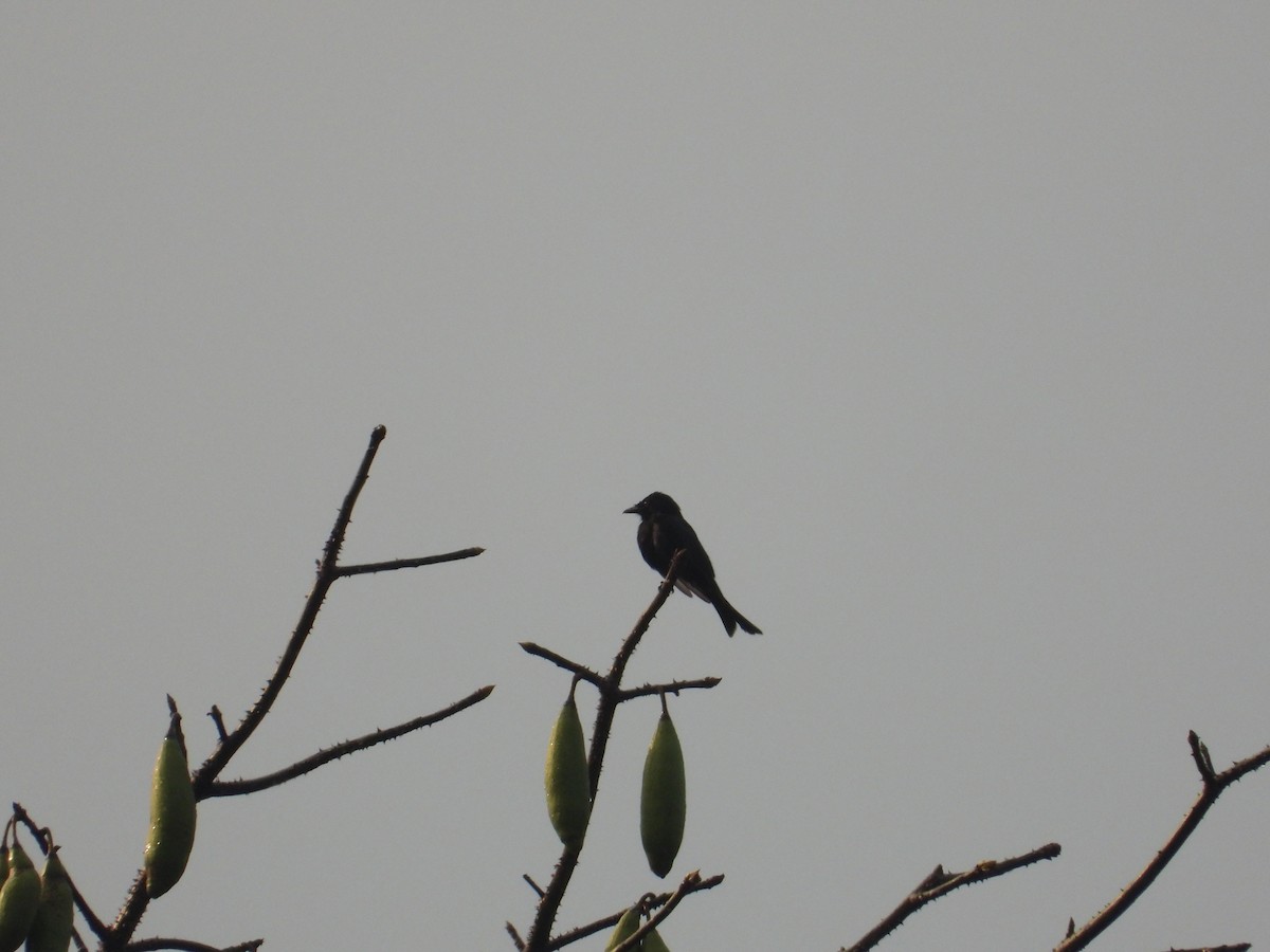 Drongo de forêt - ML545385941