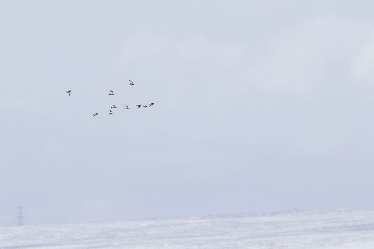 European Golden-Plover - ML545386011