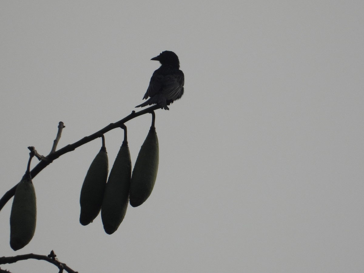 Shining Drongo - ML545386181