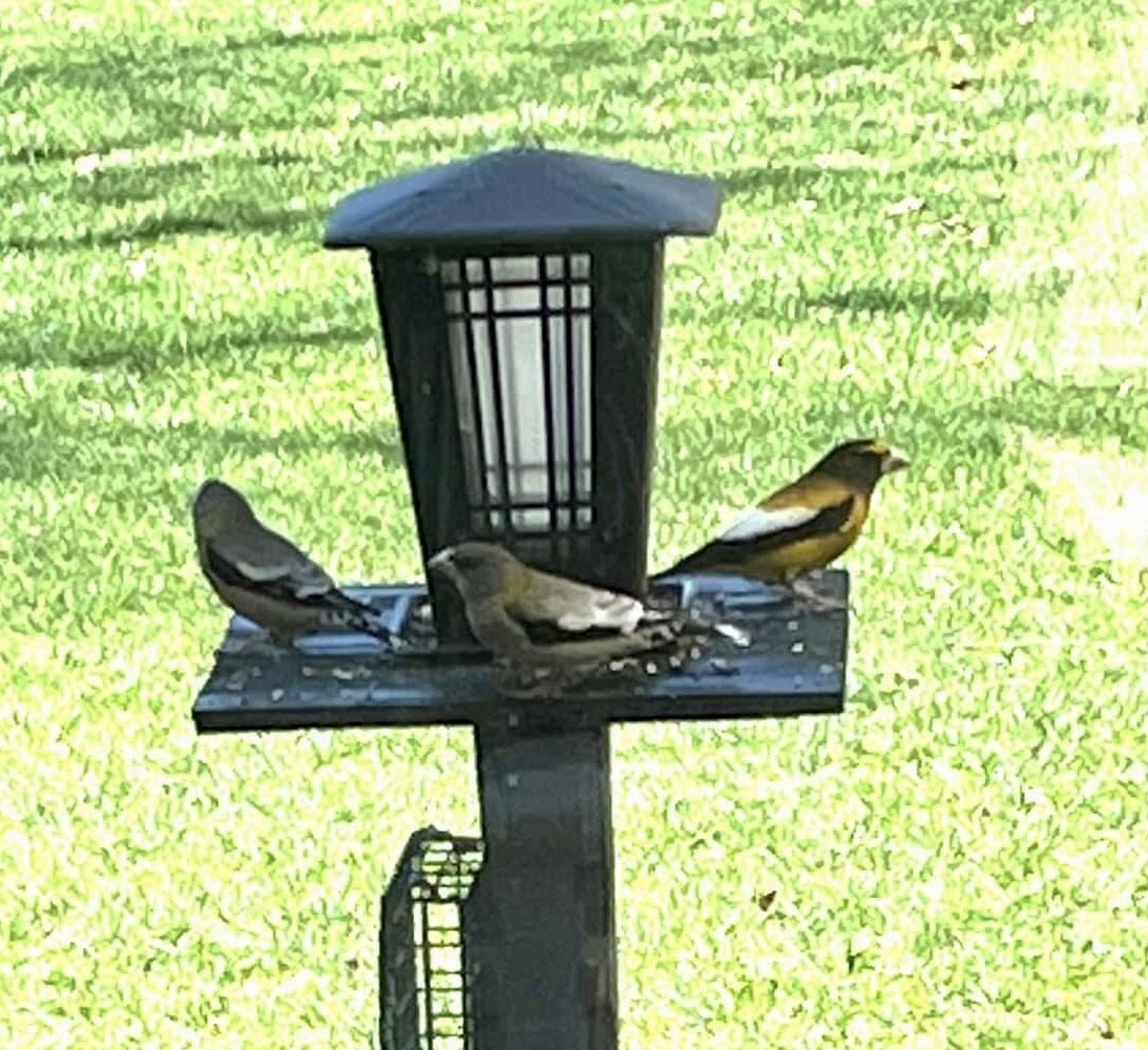 Evening Grosbeak - Tennessee Rare Bird Records