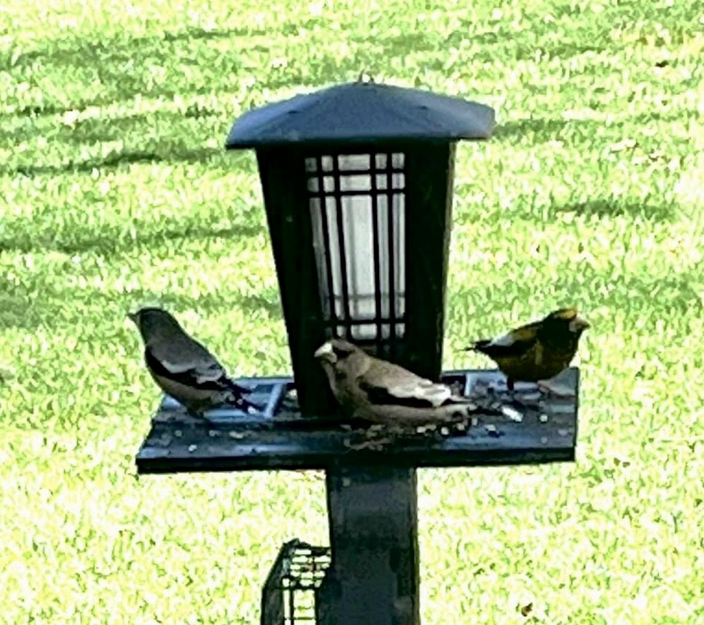 Evening Grosbeak - ML545386671