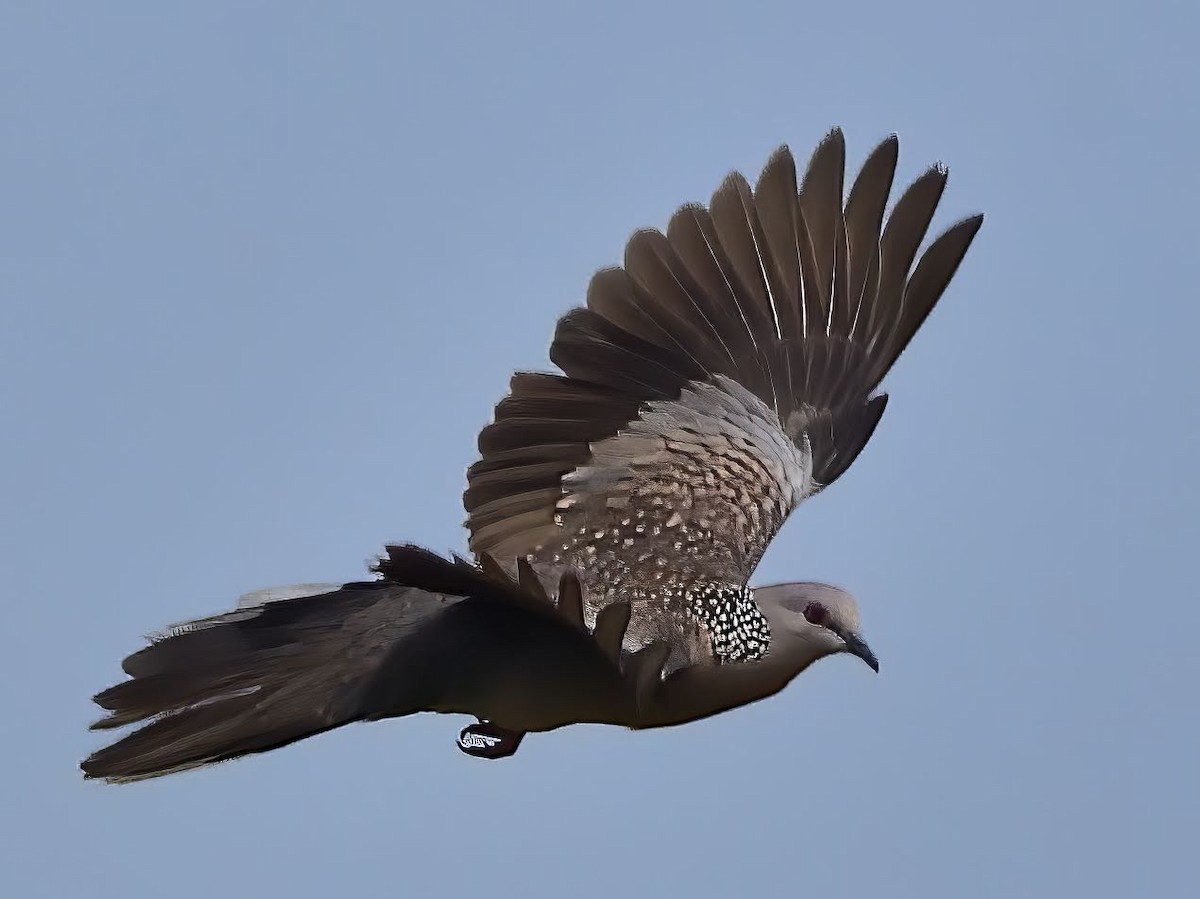 Spotted Dove - ML545386821