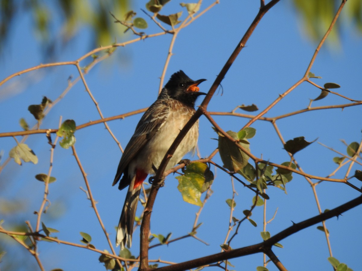 Red-vented Bulbul - ML545387011