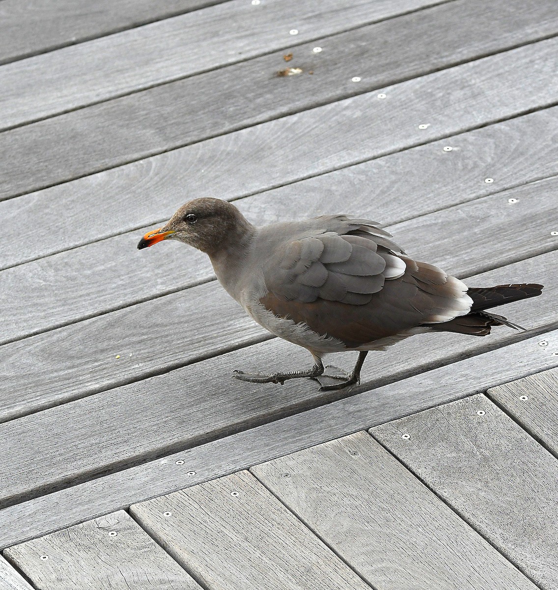 Heermann's Gull - ML545388071