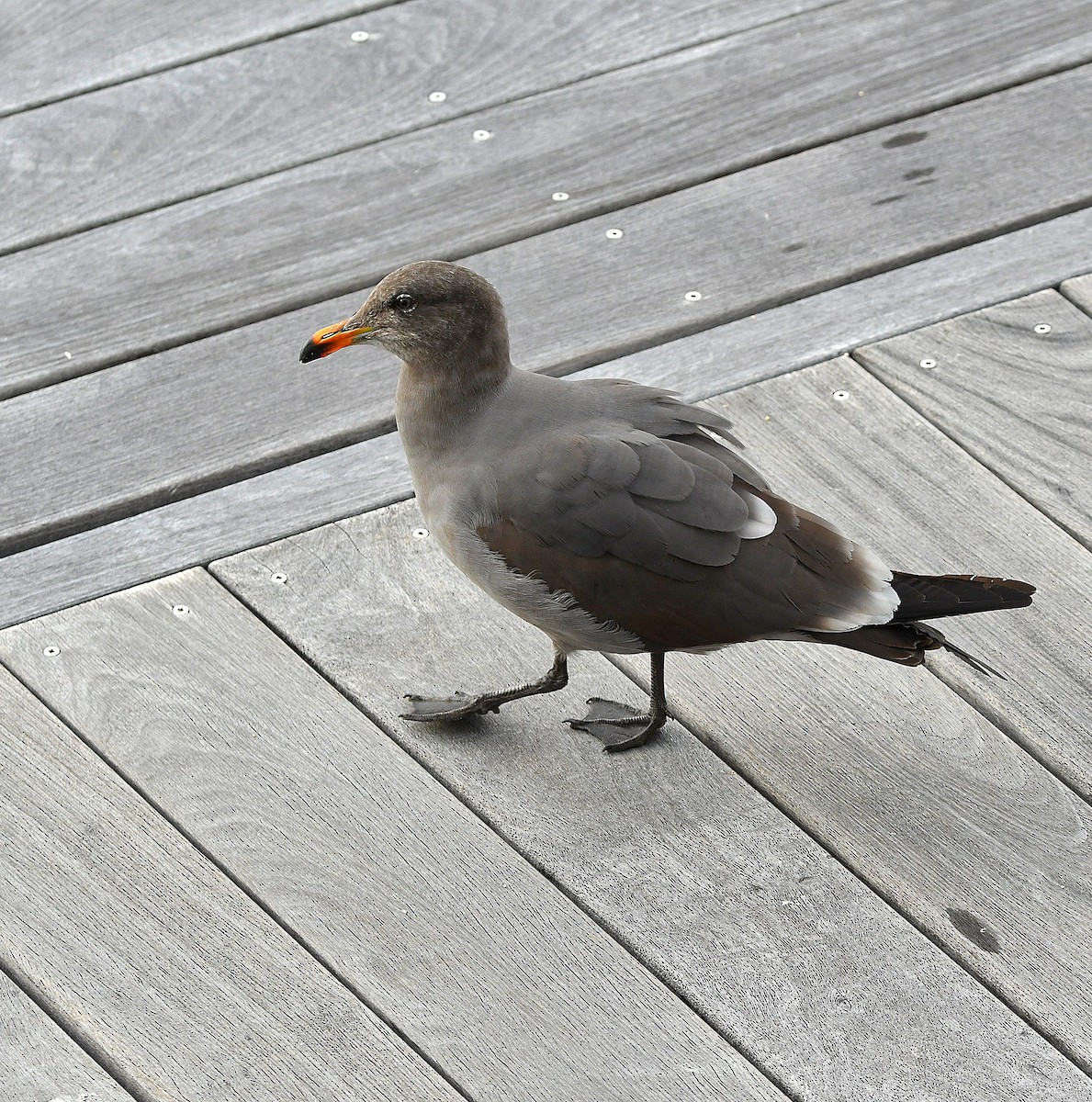 Heermann's Gull - ML545388121