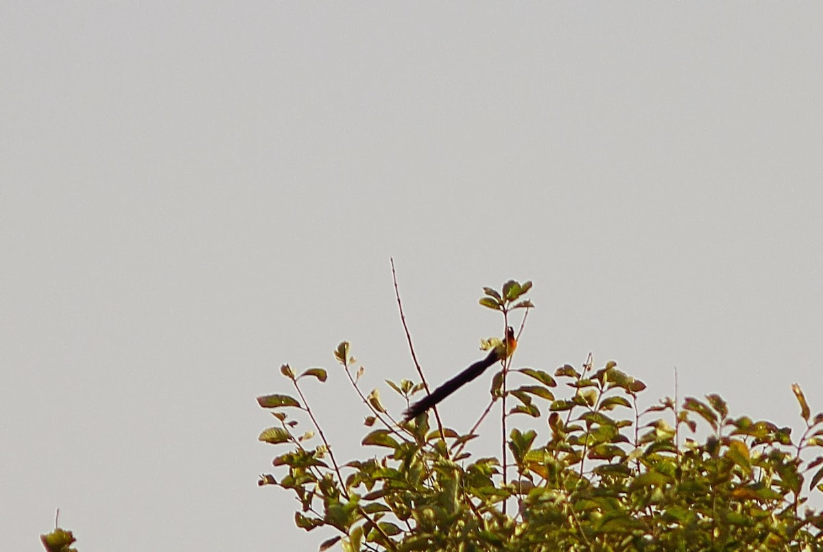 Exclamatory Paradise-Whydah - ML545390871