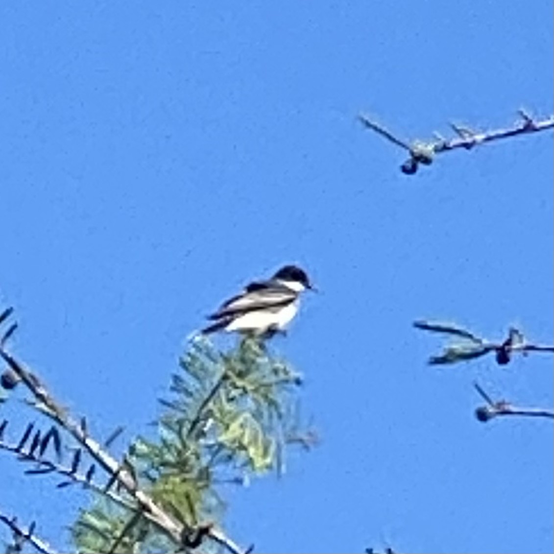 Eastern Kingbird - ML545392211